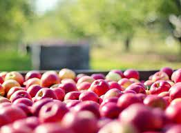 Assomela: Aggiornamento sulle giacenze di mele al 1° Marzo