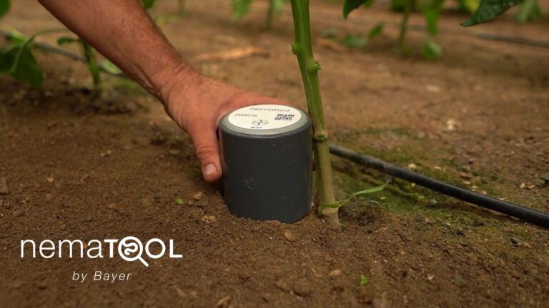 Nematool, lo strumento digitale innovativo lanciato da Bayer per le colture orticole