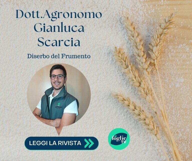 Diserbo del Frumento a cura del Dr. Agronomo Gianluca Scarcia