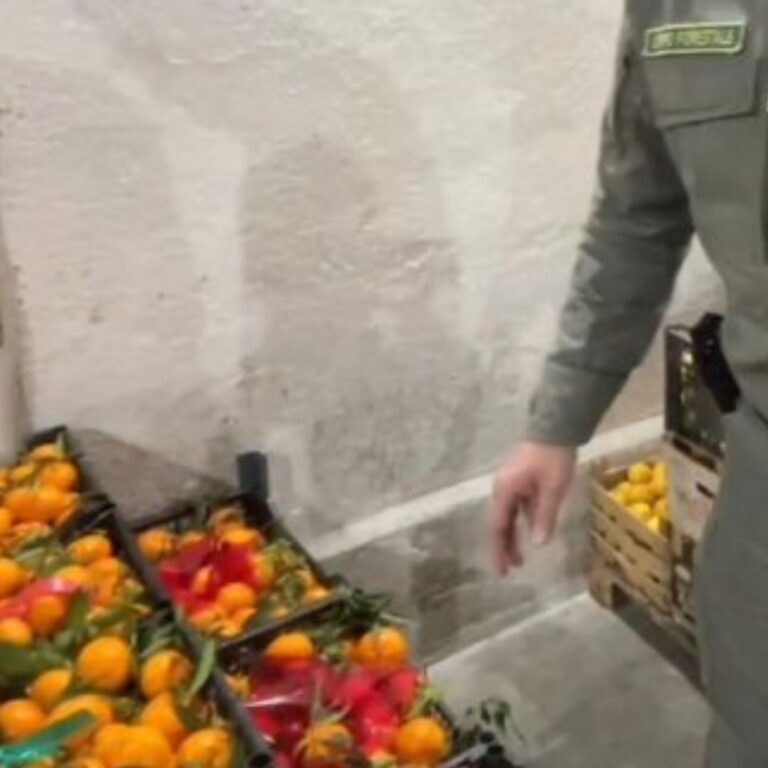 Sequestrate oltre 1000 kg di arance prive di tracciabilità a Palermo