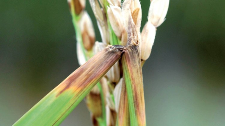 La diffusione del “Brusone del grano” allarma gli agronomi