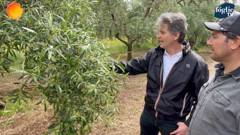 Linea Syllit® di UPL Italia per la difesa dell’olivo