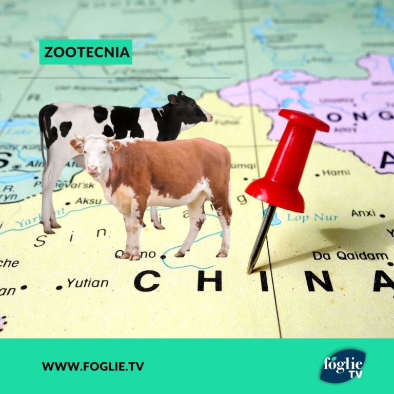 Export: Assocarni, da Dogane Cinesi autorizzazione per 12 stabilimenti italiani del settore bovino