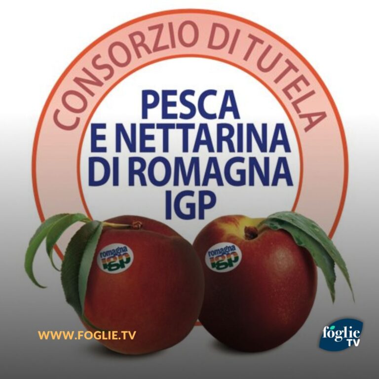 CSO Italy: Modificato il disciplinare della Pesca e Nettarina di Romagna IGP