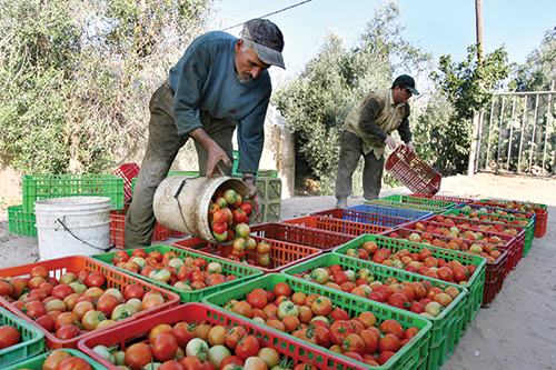 Il Marocco supera già la Spagna in volume nelle esportazioni mondiali di pomodori, anche se non in valore