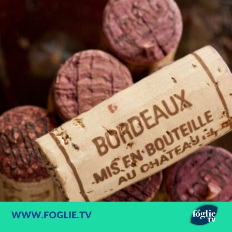 La peronospora mette in crisi anche il vino di Bordeaux