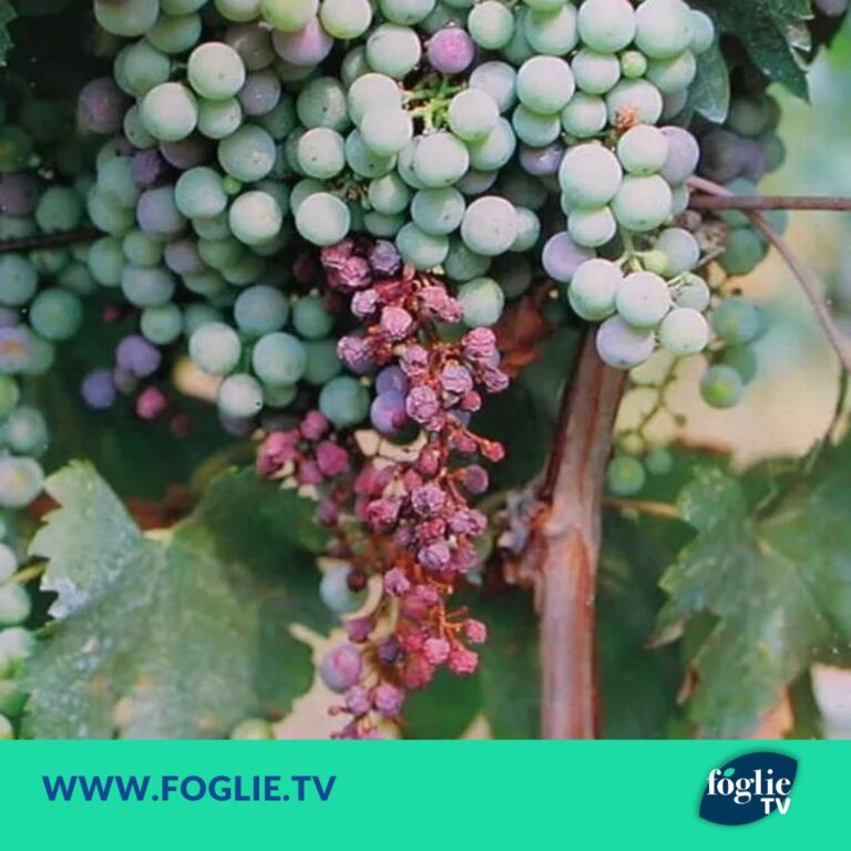 Vendemmia: Peronospora riduce raccolto uve in Italia