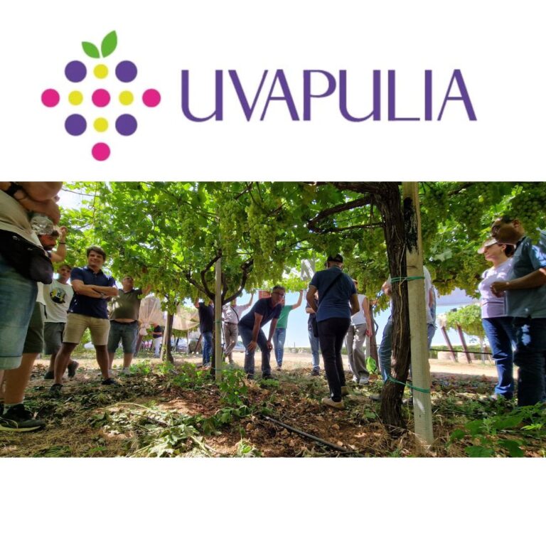 Giornata di visita in campo per il progetto Uvapulia. Focus sulle Cultivar Luisa e GGGN01A
