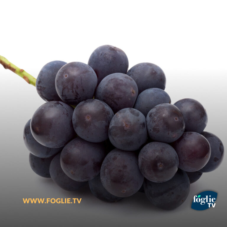 Anche la Regione Puglia autorizza in deroga l’uso dell’Ethrel sull’uva da tavola