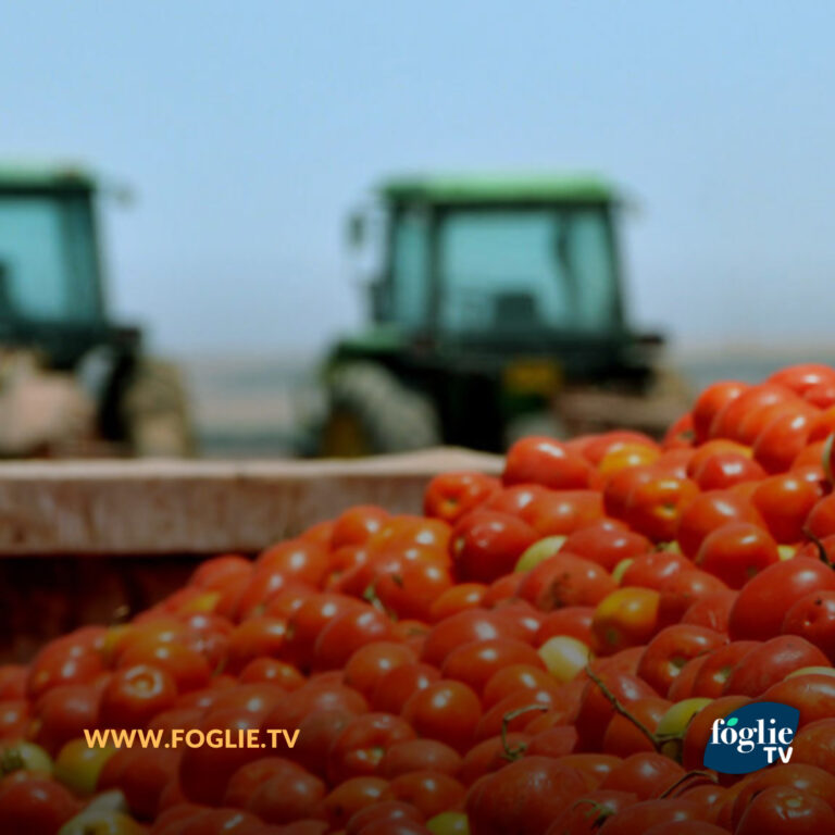 Filiera Italia: bloccare le importazioni di concentrato di pomodoro cinese