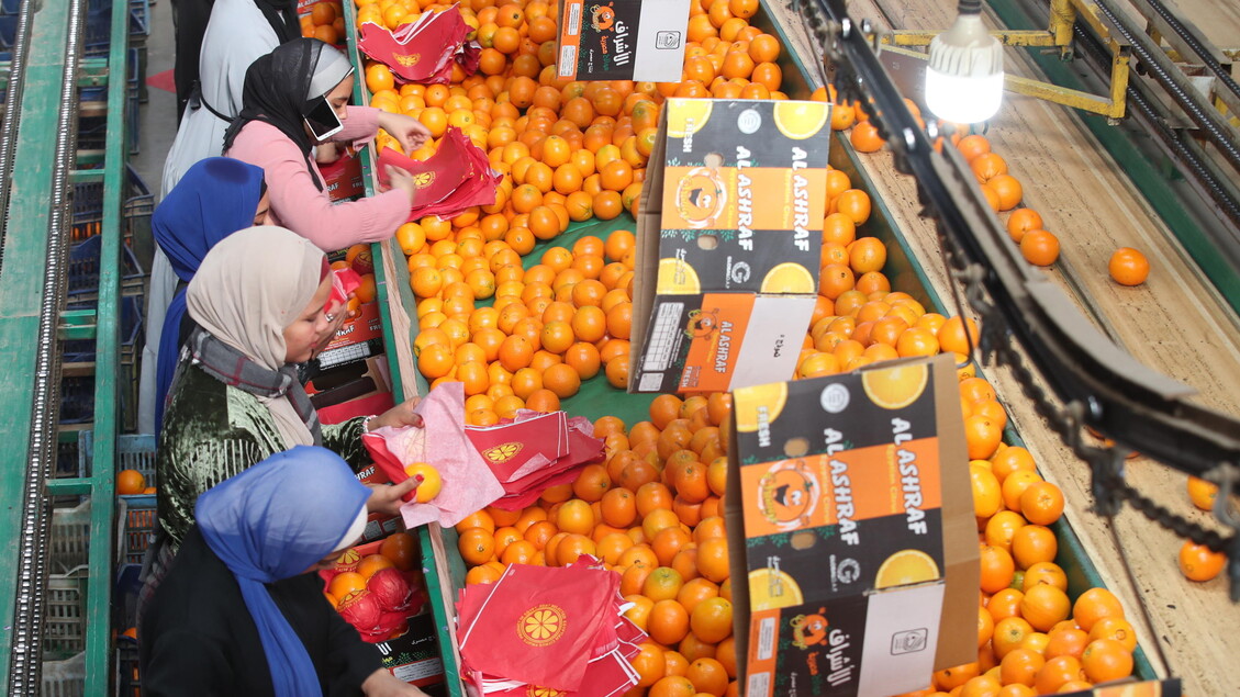 I prezzi delle arance in Egitto sono scesi a 15 cent/ kg